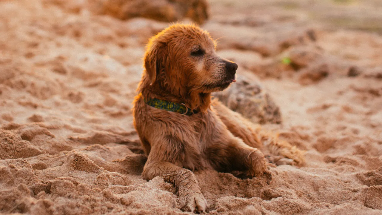 Golden retriever die in het zand ligt