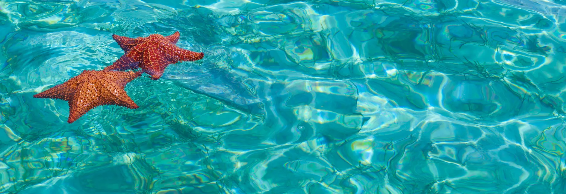 Azuurblauwe zee met oranje zeesterren 
