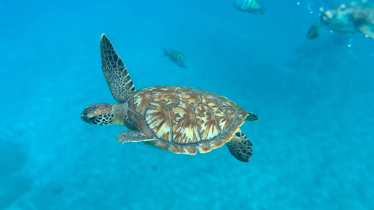 Close up van schildpad die in de zee zwemt met op de achtergrond vissen