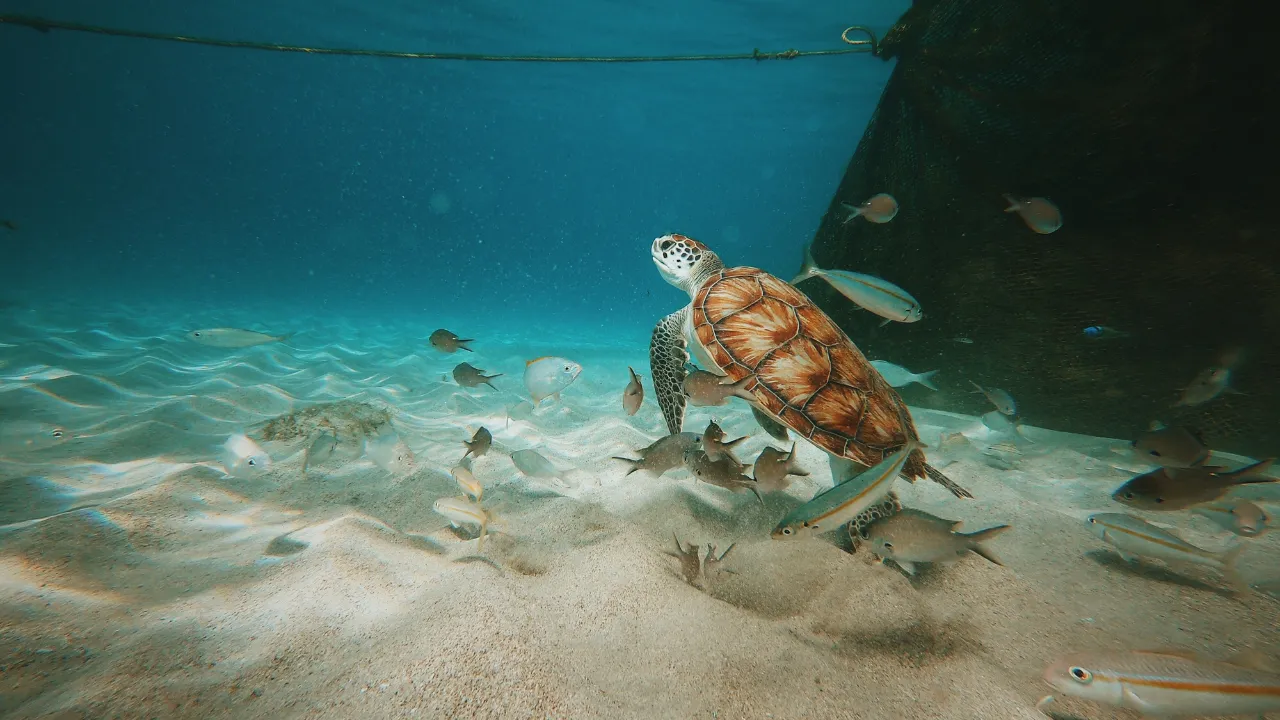 Schildpad zwermt in de zee