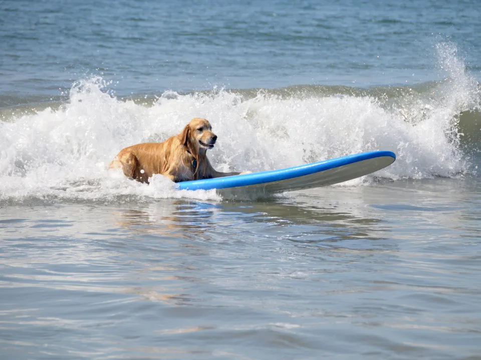 Hond op een surfplank