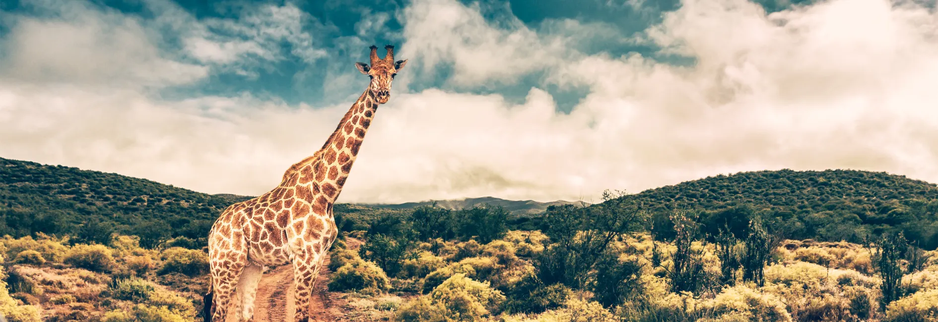 Giraf met groen landschap op de achtergrond