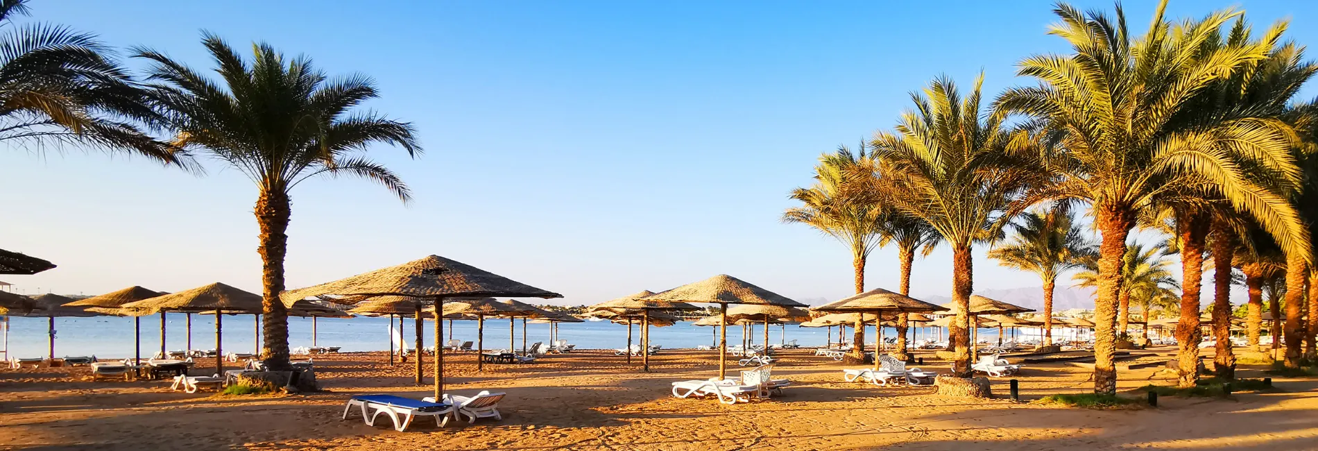 Goudkleurig strand in Egypte met parasols, palmbomen en ligbedden, de zee op de achtergrond