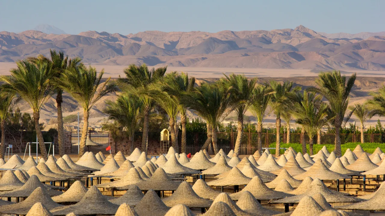 Zonneschermen op een rij voor palmbomen, met het Egyptische woestijngebergte op de achtergrond. Perfect voor last minute Egypte vakanties. Heldere luchten en een zomerse sfeer.