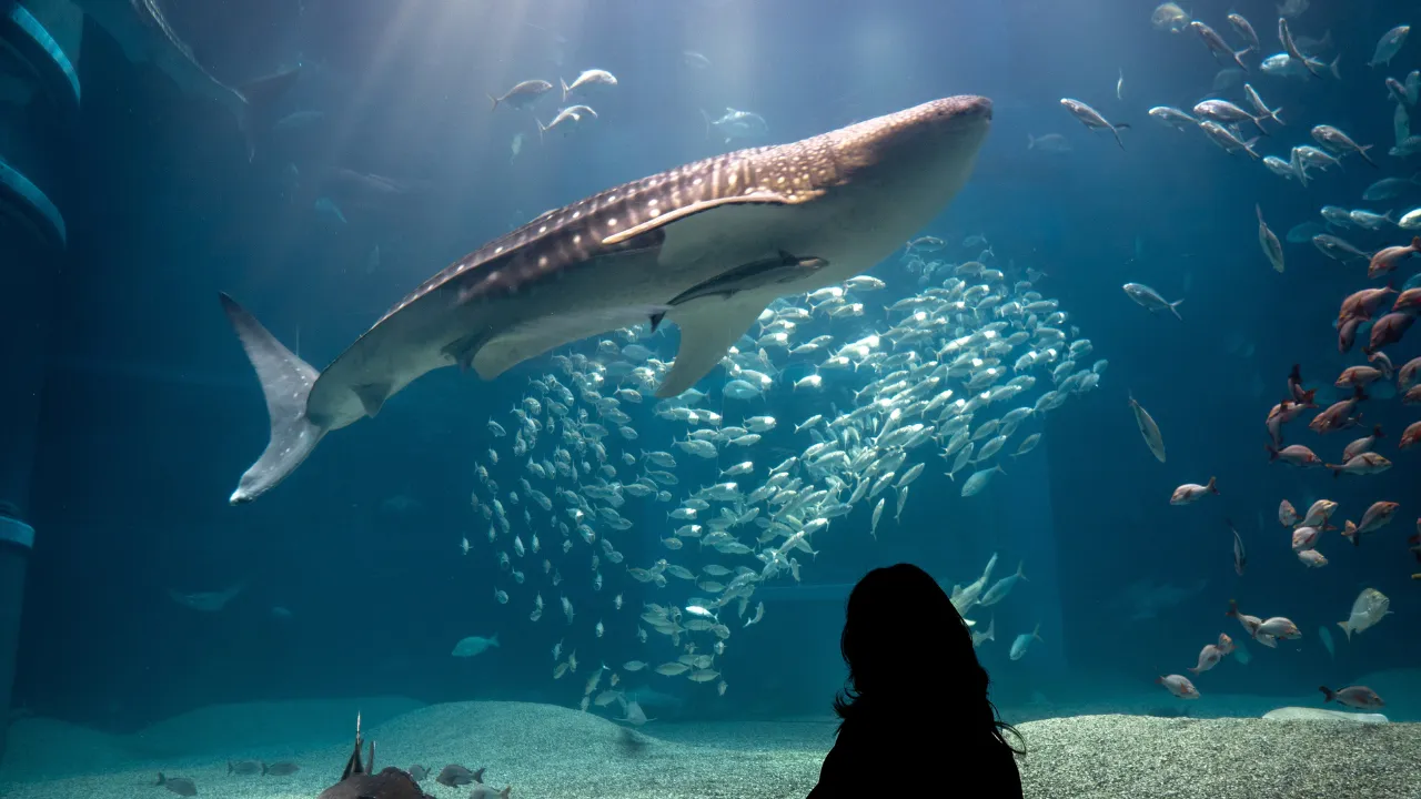 Vrouw voor aquarium waar grote haai inzwemt