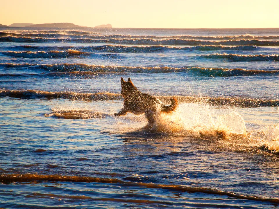 Hond die door de zee rent