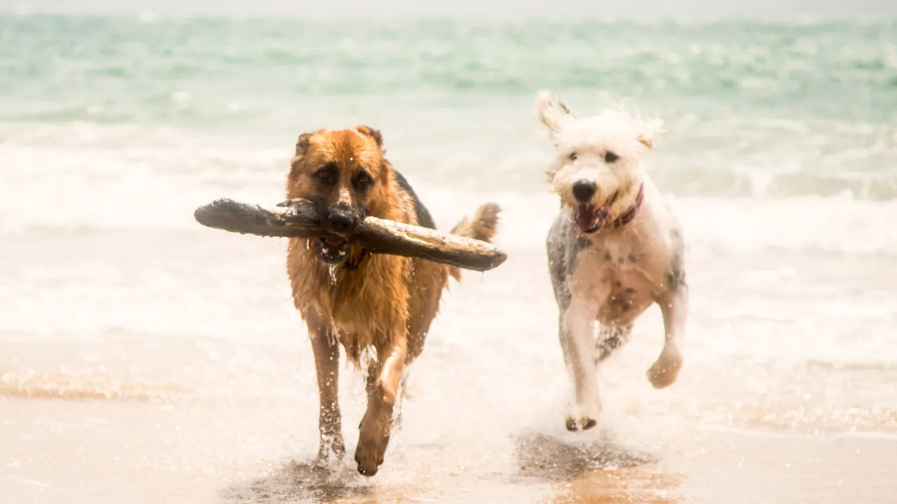 Twee honden met stok die over het strand hollen met op de achtergrond water
