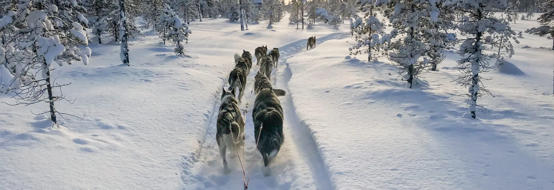Besneeuwd landschap met hondenslee
