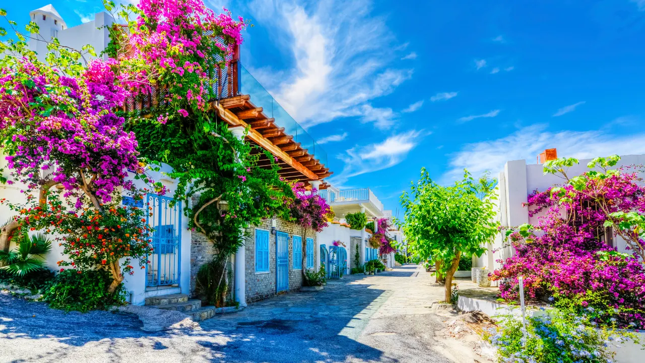 Bloeiende bougainvilles bedekken witte huizen in een zonnige straat in Bodrum. Schaduwrijke planten links, meer bloemen rechts. De lucht is helder blauw.