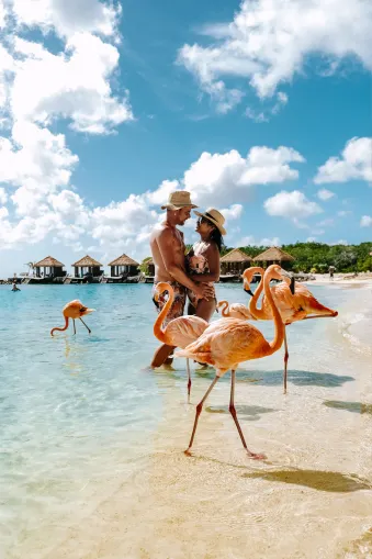Flamingo op wit zandstrand Aruba
