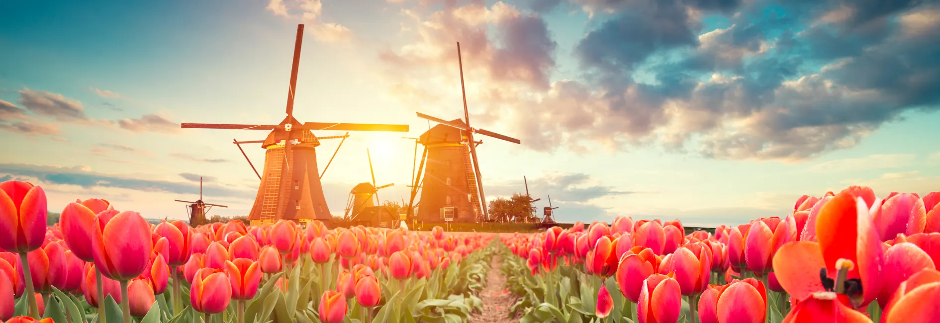Twee molens met op de voorgrond tulpen en zon die door de wieken schijnt