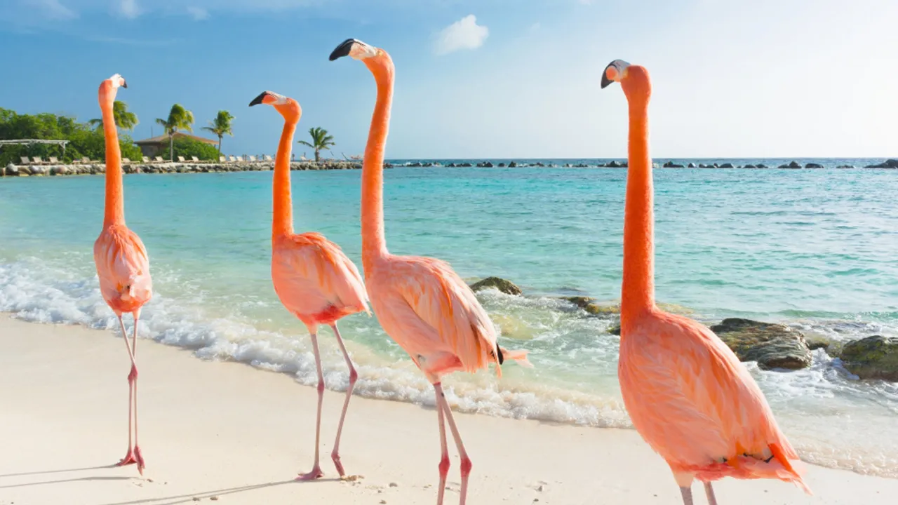 Flamingo's op strand op Aruba