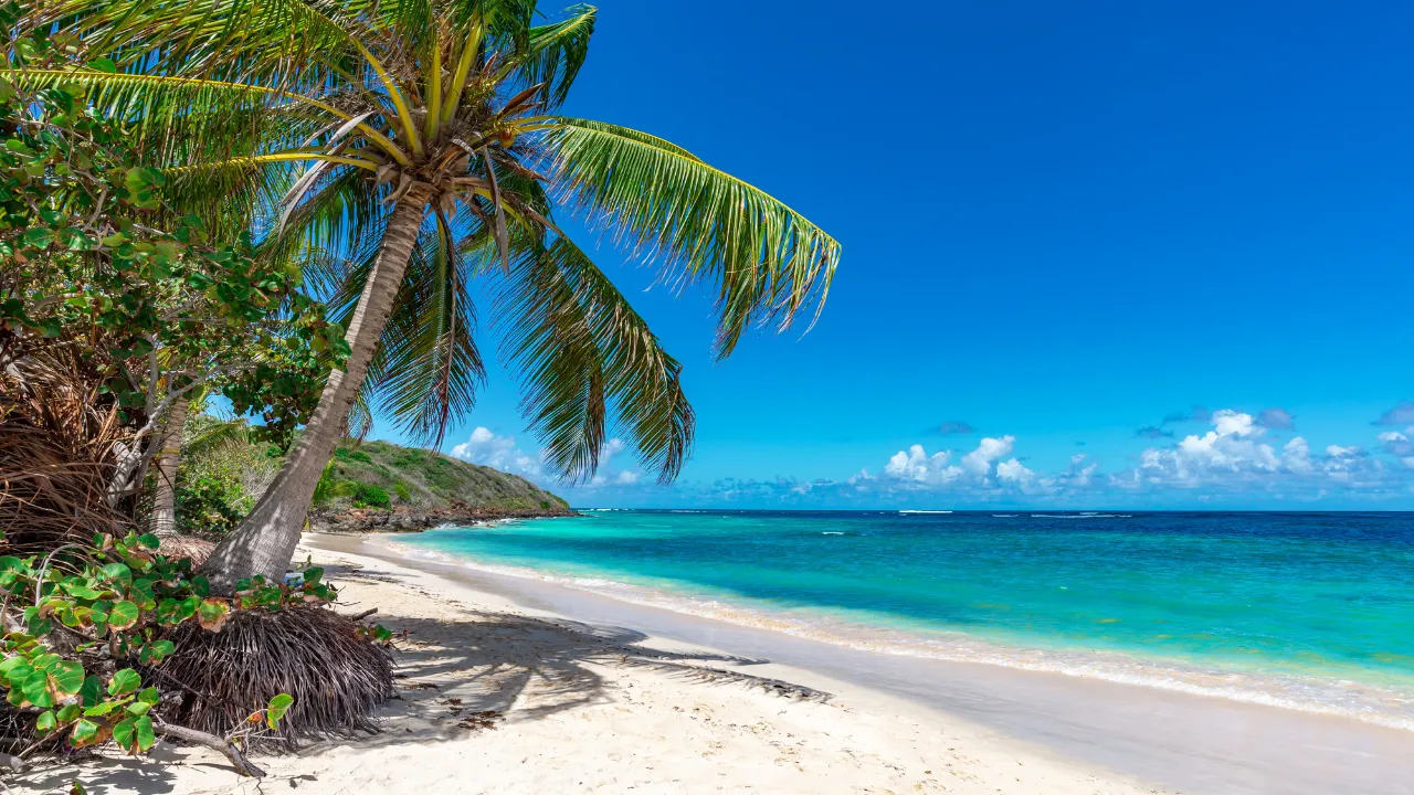 Palmboom op tropisch strand Aruba