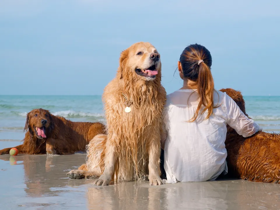 Drie honden met baasje zitten op het strand