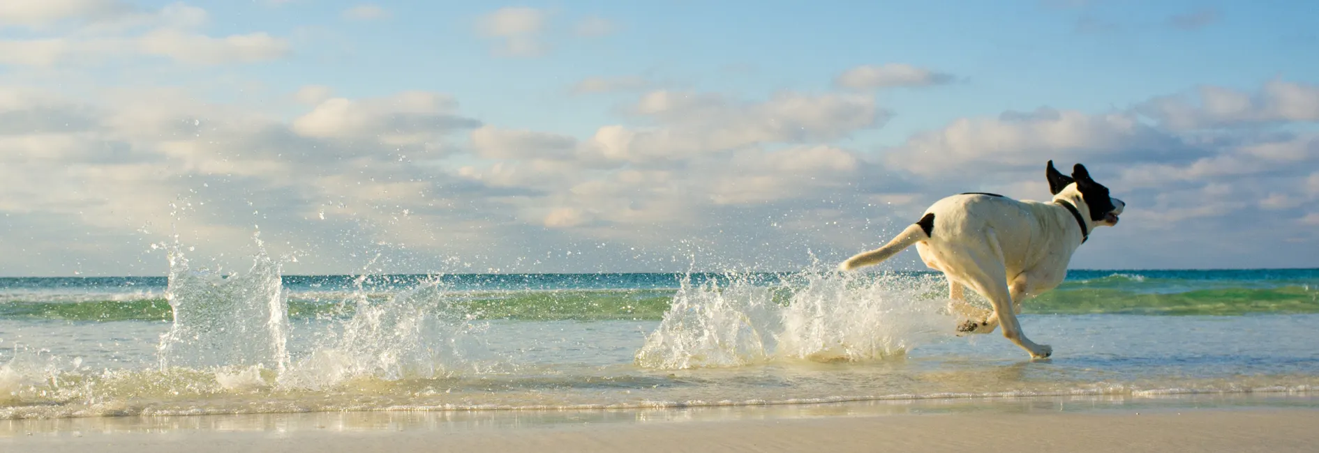 Hondje die over het strand rent