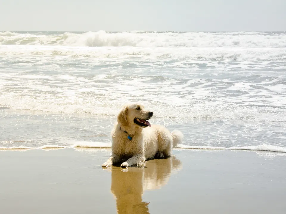 Hond die in het zand ligt met de zee op de achtergrond