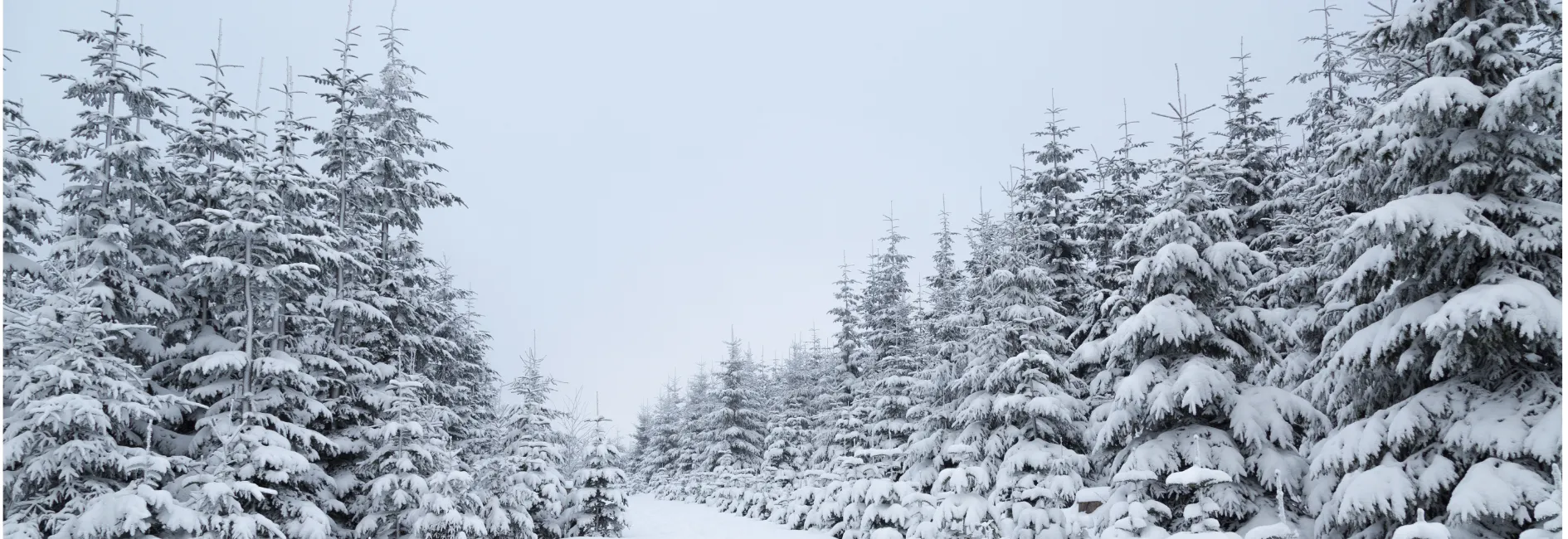 Winterlandschap met sneeuw op dennenbomen