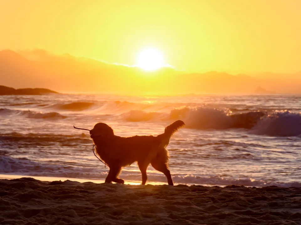 Hond met stok wandelt over strand met zonsondergang